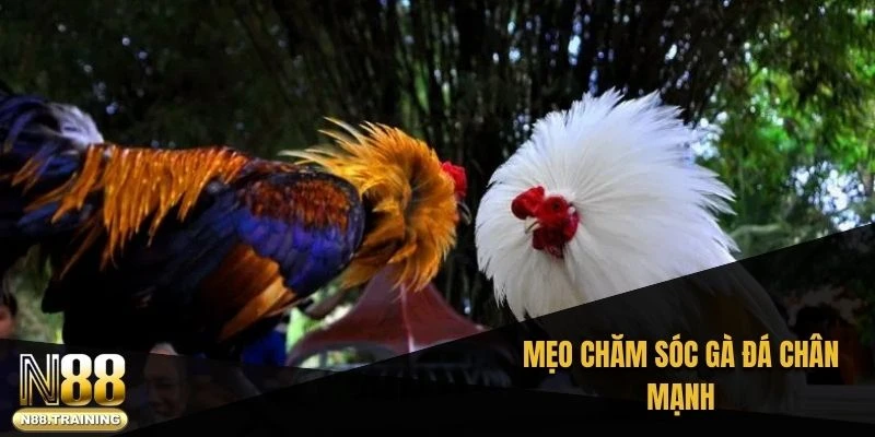 Cách Nuôi Gà Đá Chân Mạnh – Bí Quyết Tạo Nên Sức Bền Đỉnh Cao 2 Mẹo chăm sóc gà đá chân mạnh