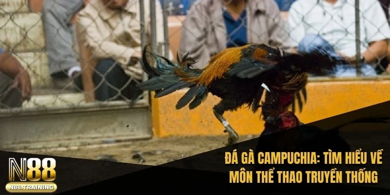 Đá Gà Campuchia – Cuộc Chơi Của Những Chiến Kê Dũng Mãnh 1 Đá gà Campuchia: Tìm hiểu về môn thể thao truyền thống