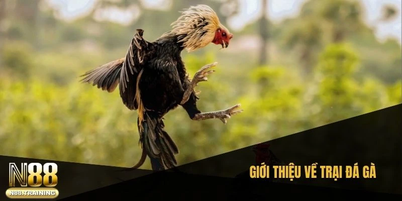 Trại Đá Gà: Khám Phá Đam Mê Độc Đáo Và Truyền Thống 1 Giới thiệu về trại đá gà