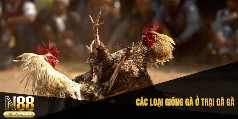 Trại Đá Gà: Khám Phá Đam Mê Độc Đáo Và Truyền Thống 2 Các loại giống gà ở trại đá gà