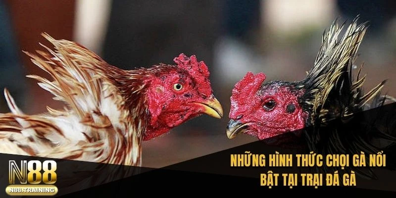 Trại Đá Gà: Khám Phá Đam Mê Độc Đáo Và Truyền Thống 3 Những hình thức chọi gà nổi bật tại trại đá gà